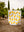 Memi's Lemons Quilt Pattern