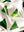 Tree Farm Quilt Pattern